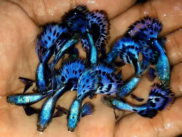 Cá Bảy Màu Rồng Xanh Giá Bao Nhiêu Tiền?