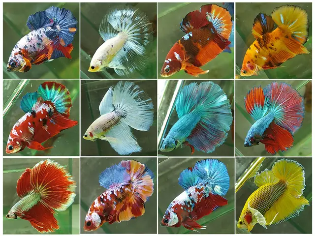 Tổng Hợp Mẫu Cá Betta Đẹp Giá Rẻ Đáng Đồng Tiền Nhất