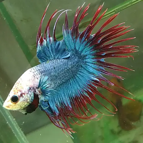 Cá Betta Crowntail