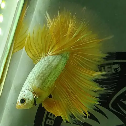 Cá Betta Halfmoon
