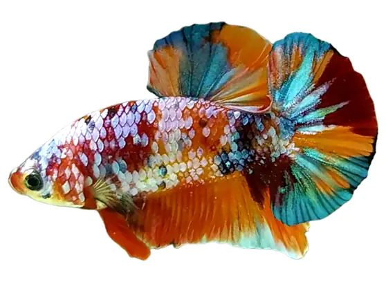 Cá Betta Koi Nemo