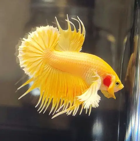 Cách Nuôi Và Chăm Sóc Cá Betta Dumbo