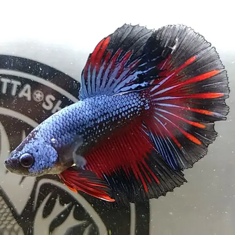 Cá Betta Halfmoon Hermes