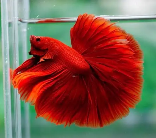 Giá Cá Betta Nemo Là Bao Nhiêu? Bật Mí Chi Tiết Bảng Giá Và Mẹo Chọn Cá Đẹp