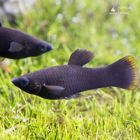 Cá Bình Tích Đen