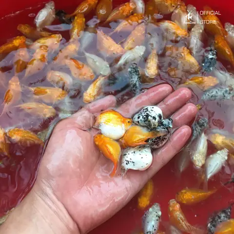 Kiểm Tra Sức Khỏe