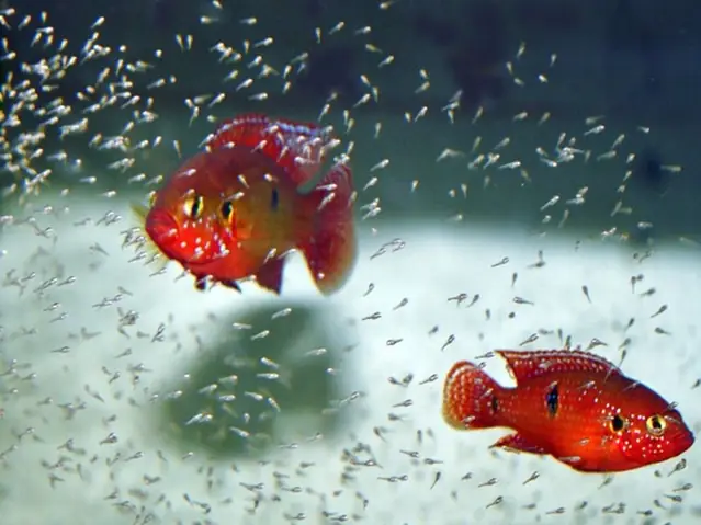 Mùa Sinh Sản Của Cá