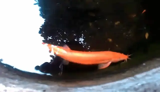 Mặc Dù, Khách Hàng Ngỏ Ý Mua Con Cá Chạch Vàng Của Anh Ánh Với Số Tiền Triệu, Tuy Nhiên, Anh Này Không Đồng Ý Bán.