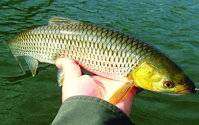 Cá Chày Mắt Đỏ Sông Đà - 120k/kg