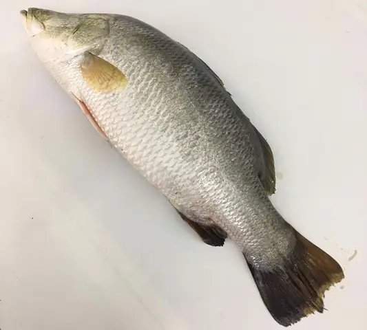 Giá Cá Chẽm Tại Ao 1kg/con Giá Cá Chẽm Tại Ao 1kg/con