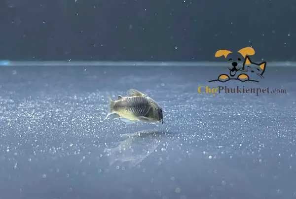 Đặc Điểm Cá Chuột Cafe – Cà Phê Đặc Điểm Cá Chuột Cafe – Cà Phê