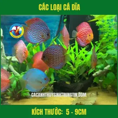 Tổng Hợp Các Loại Cá Dĩa Size Nhỏ