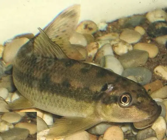 Cá Bống Dọn Bể