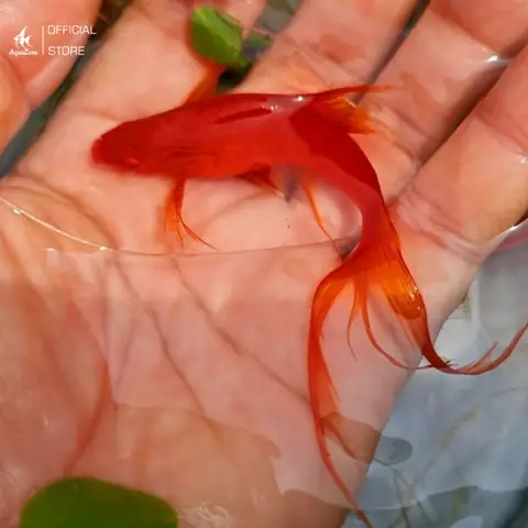 Kiểm Tra Sức Khỏe Định Kỳ Kiểm Tra Sức Khỏe Định Kỳ