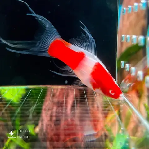 Cá Đuôi Kiếm Koi Cá Đuôi Kiếm Koi