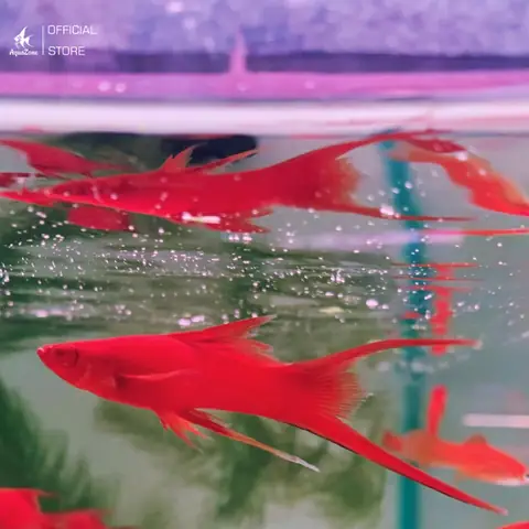 Cá Song Kiếm Đỏ Cá Song Kiếm Đỏ