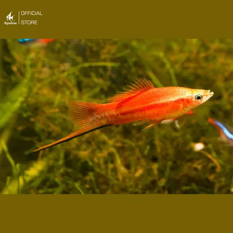 Cá Đơn Kiếm Đỏ Cá Đơn Kiếm Đỏ