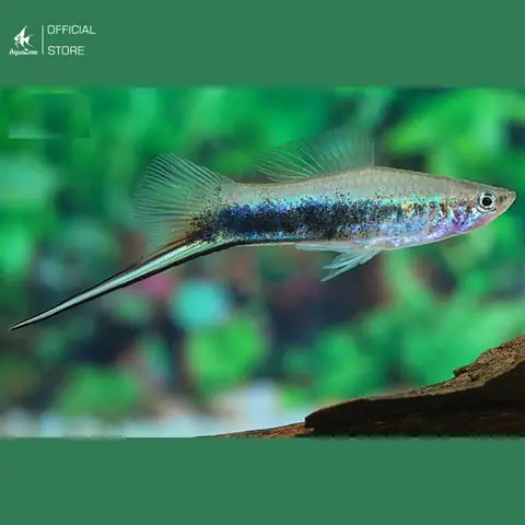 Cá Đuôi Kiếm Xanh Cá Đuôi Kiếm Xanh