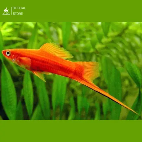 Nguồn Gốc Của Cá Đuôi Kiếm Nguồn Gốc Của Cá Đuôi Kiếm