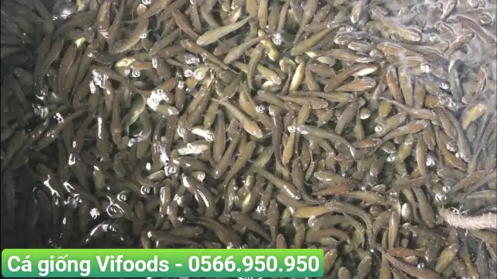 Giá Cá Giống Các Loại