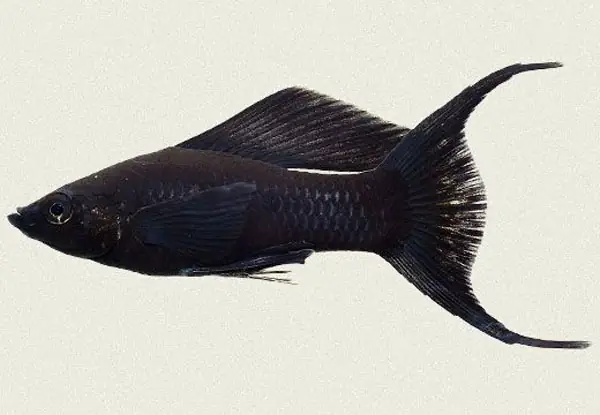 Cá Hắc Molly Bao Nhiêu Tiền Nhỉ? Cá Hắc Molly Bao Nhiêu Tiền Nhỉ?