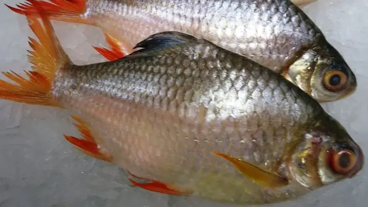 Cá He Vàng (cá He Nghệ): Đặc Điểm, Giá Cả & Mua Ở Đâu Uy Tín?