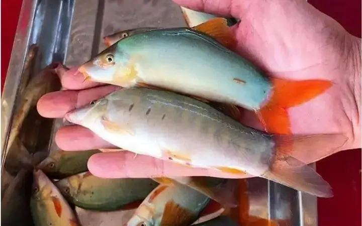 Tổ Chức Tại Việt Nam Tổ Chức Tại Việt Nam