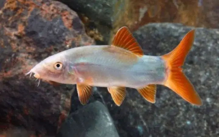 Các Trường Hợp Được Phép Nuôi Cá Heo Sông Các Trường Hợp Được Phép Nuôi Cá Heo Sông