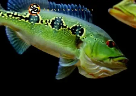 Cá Hoàng Đế ( Cá Hoàng Bảo Yến ) - Vi Sinh Cá Cảnh Aquarium ...