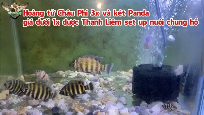 Giá Cá Hoàng Tử Châu Phi: Bảng Giá, Cách Chọn Và Kinh Nghiệm Mua