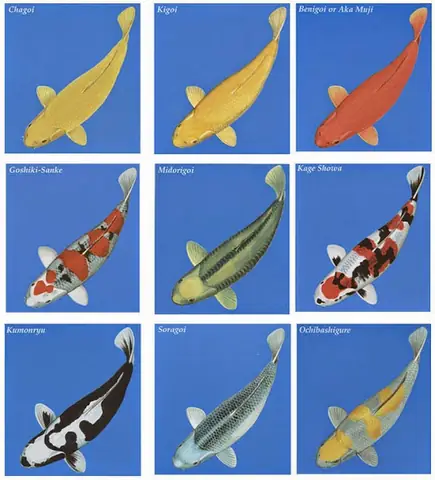 Bí Ẩn Đằng Sau Giá Trị "khủng" Của Cá Koi