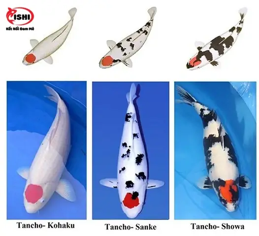 Nguồn Gốc & Đặc Điểm Cá Koi Tancho