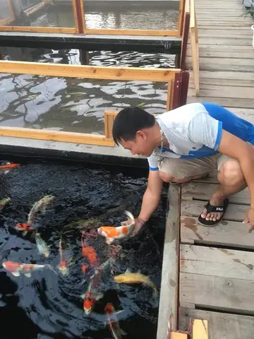 Giá Cá Koi Trắng