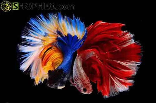 Tổng Kết: Giá Trị Thực Sự Của Một Con Cá Lia Thia