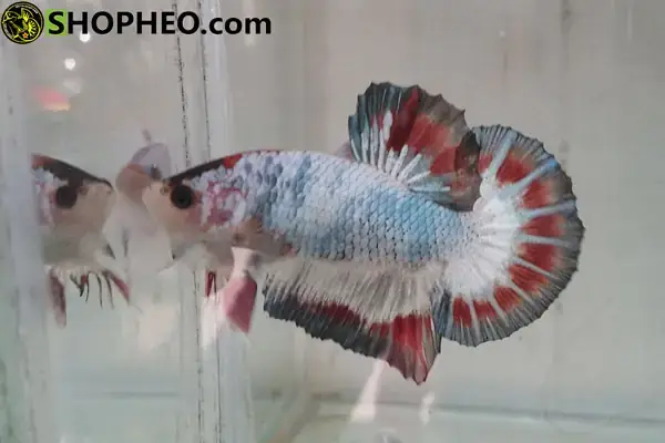 Tổng Kết: Giá Trị Thực Sự Của Một Con Cá Lia Thia