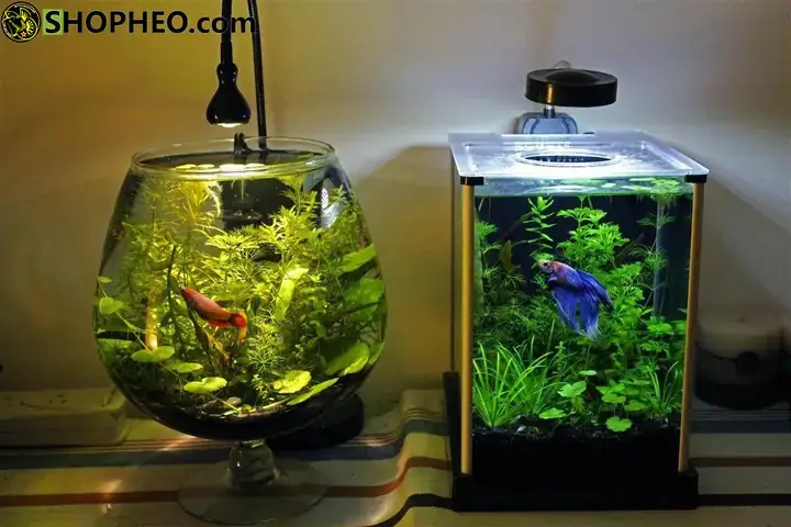 Tổng Kết: Giá Trị Thực Sự Của Một Con Cá Lia Thia