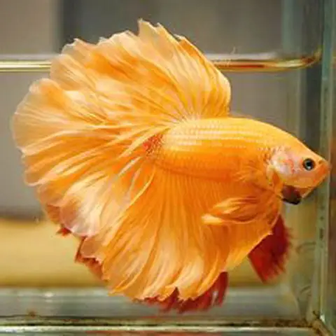 Cá Chọi Chiến Betta