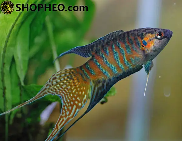 Cá Lia Thia Xiêm Ruộng (lia Thia Đồng, Xiêm Đá)