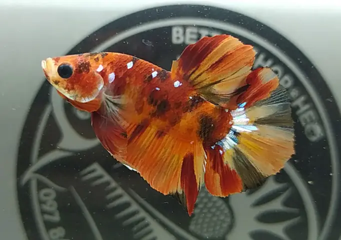 Cá Chọi Chiến Betta