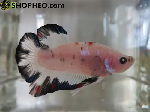 Cá Chọi Cảnh Betta Koi