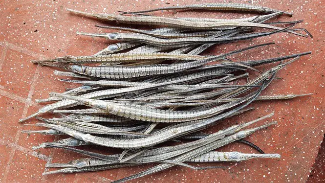 Giá Cá Lìm Kìm Bất Thường: Hiện Tượng Kinh Tế Hay Ẩn Họa Sức Khỏe?