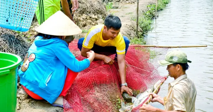 Nuôi Cá Lóc Bông Cho Thu Nhập Khá