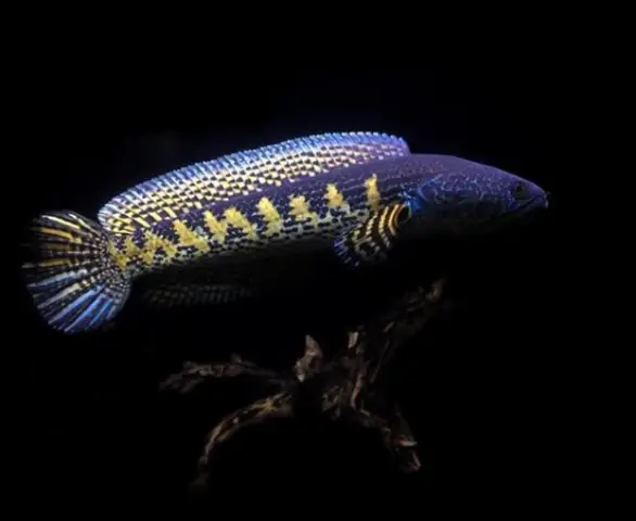 Tham Khảo 1 Số Mẫu Cá Lóc Kiểng Đẹp Tại Việt Nam: