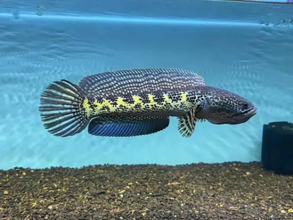 Tham Khảo 1 Số Mẫu Cá Lóc Kiểng Đẹp Tại Việt Nam: