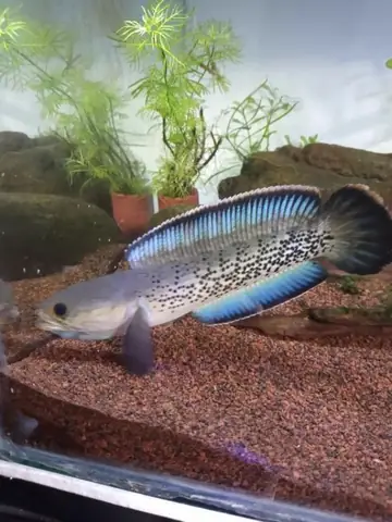 Tham Khảo 1 Số Mẫu Cá Lóc Kiểng Đẹp Tại Việt Nam: