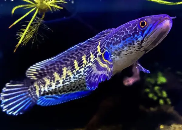 Tham Khảo 1 Số Mẫu Cá Lóc Kiểng Đẹp Tại Việt Nam: