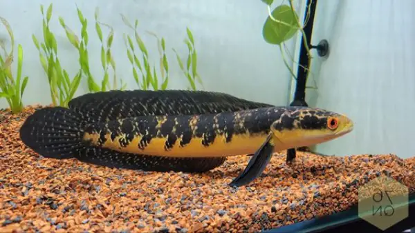 Tham Khảo 1 Số Mẫu Cá Lóc Kiểng Đẹp Tại Việt Nam: