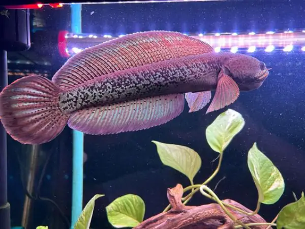 Tham Khảo 1 Số Mẫu Cá Lóc Kiểng Đẹp Tại Việt Nam: