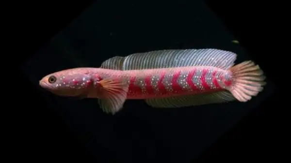 Tham Khảo 1 Số Mẫu Cá Lóc Kiểng Đẹp Tại Việt Nam: