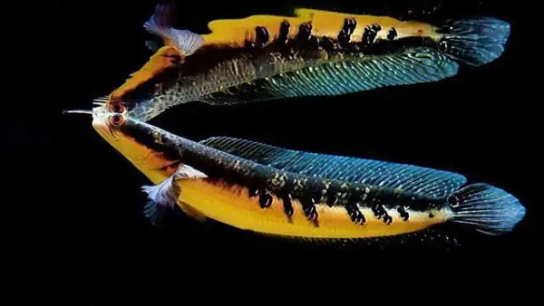 Tham Khảo 1 Số Mẫu Cá Lóc Kiểng Đẹp Tại Việt Nam: